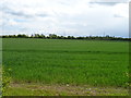 Crop field off Station Road, West Horndon