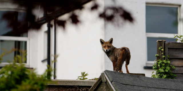 Fox on the Wall