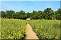 Rapeseed field near Brownings Farm