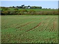 Farmland, St Columb Major