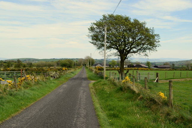 Tree along Edenreagh Road © Kenneth Allen cc-by-sa/2.0 :: Geograph Ireland