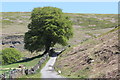 Large beech tree, Cwm Tylri