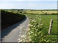 Lane to Barnacott Farm