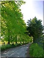 Avenue of limes at Well Place