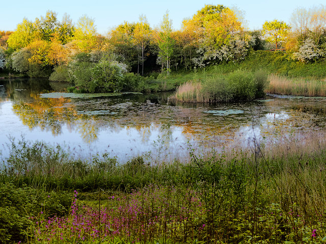 South Pond, Longton Brickcroft Local Nature Reserve