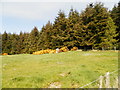 Field on edge of wood at Drumcharrel