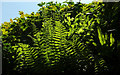 Ferns, Station Road, Loddiswell