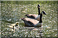 Geese and Goslings at Carrbrook