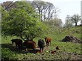 Cattle, Pulcree