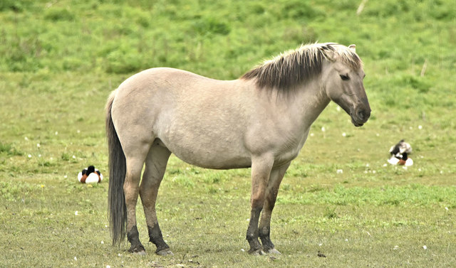 Konik pony, Belfast harbour (May 2019)
