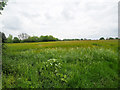 Looking North over arable countryside