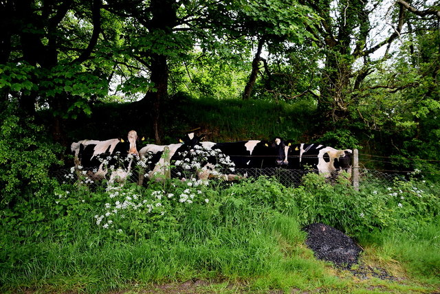 Cattle sheltering from the rain,... © Kenneth Allen :: Geograph Ireland