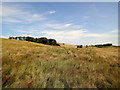 Rough grazing at Housesteads Museum