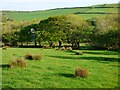 Pasture, St Gennys