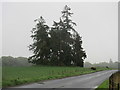 Copse near Kinclaven