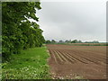 Potato field beside hedgerow