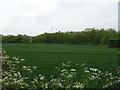 Crop field near the M54