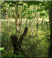 SX7348 : Swamp, Woodleigh Wood by Derek Harper