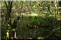 SX7348 : Swamp, Woodleigh Wood by Derek Harper