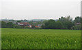 Looking over Wheat Field to Grange Farm, Great Burstead