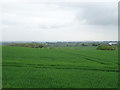 Crop field south of the A5, Redhill