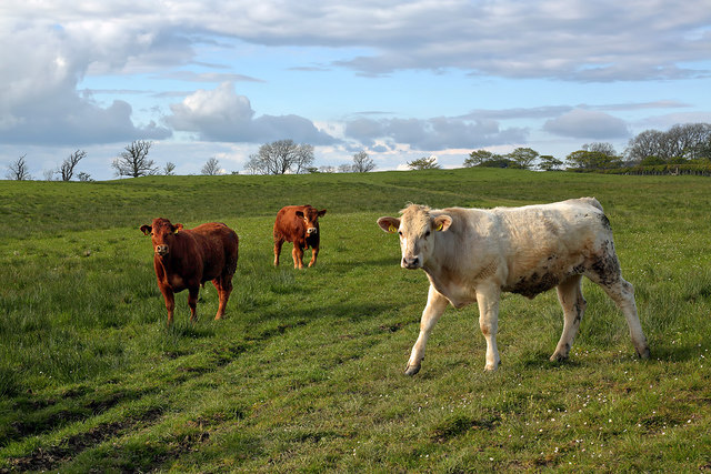 Bullocks in a field near Noggie © Walter Baxter :: Geograph Britain and ...