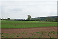 Crop field near Burlington Farm