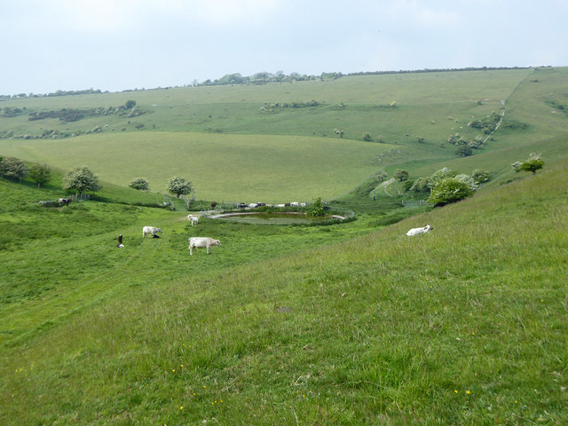 Pond and cattle, Oxteddle Bottom
