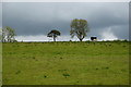 H4465 : Cattle against a cloudy sky, Edergole Upper by Kenneth  Allen