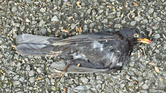 Dead blackbird, Belfast (May 2019)