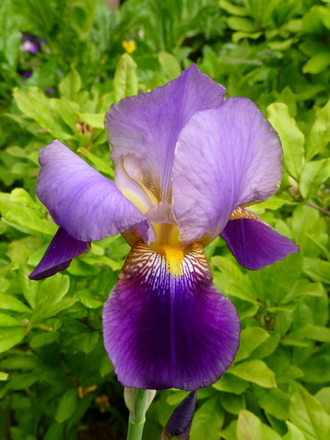 Iris germanica © Jonathan Billinger :: Geograph Britain and Ireland