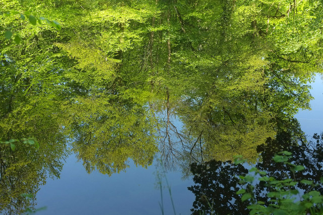 Trees reflected in the Avon