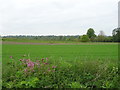 Crop field, Water Eaton