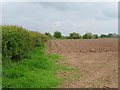 Potato field beside hedgerow