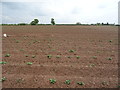 Potato field, Penkridge