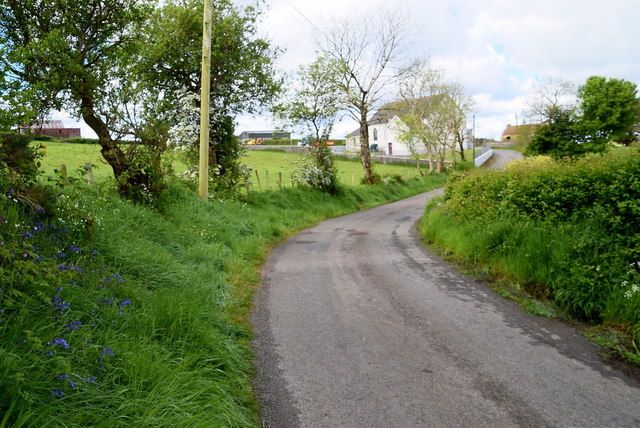 Bluebells along Shanog Road © Kenneth Allen cc-by-sa/2.0 :: Geograph ...