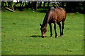 Horse grazing at Killen Near