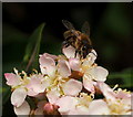 SO6023 : Bee on Eriobotrya japonica by Jonathan Billinger