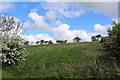 Meadow near Cumnock