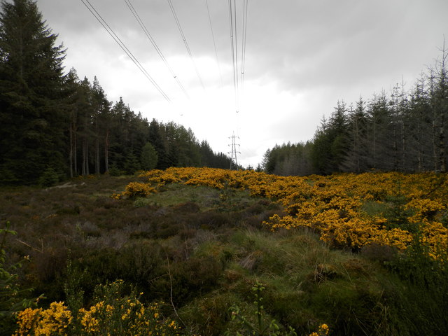 Power line through the forest