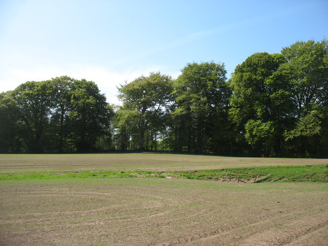 Field by Peggy's Wood