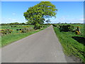 Hedge and fence-lined road near to Beechwood