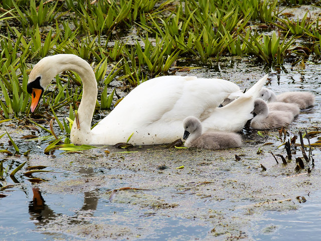 Mute Swan and Cygnets, Manchester, Bolton and Bury canal