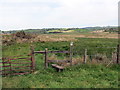 Llwybr ger Llwyn-gwinau / Path near Llwyn-gwinau