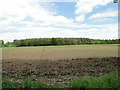 Sugar beet emerging from the soil