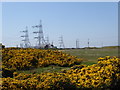 Gorse at Dungeness