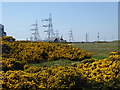 Gorse and a lonely cottage at Dungeness