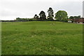 Motte and Bailey and sheep