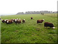 SU8699 : Herdwick Sheep in a field at Collings Hanger Farm by David Hillas