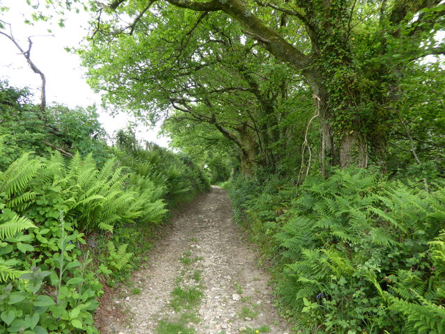Green lane and woodland below Crookham Cross